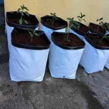 Film flower pots indoor 3gal / 12 L 10pcs.