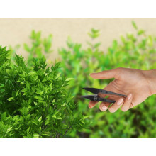 Herbgarden Mini Scissors, małe nożyczki do precyzyjnego przycinania roślin